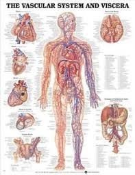 Details About Vascular System And Viscera Poster 66x51cm Anatomical Chart Human Body Anatomy