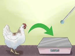 Soon they will start to associate the bridge with getting a reward. 4 Ways To Train Chickens Wikihow