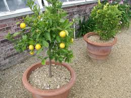 how to grow a lemon tree in arizona