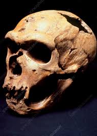 Neanderthal man skull (La Chapelle) - Stock Image - E438/0045 - Science  Photo Library