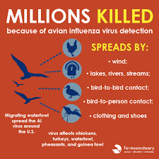 What You Need To Know About Avian Influenza And Factory