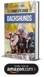 Louie's dachshund puppies for sale in nc: Dachshund Puppies For Sale In New York