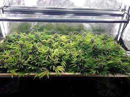Using T5 Grow Lights For Cannabis Cultivation Grow Weed Easy
