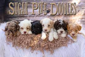 labradoodle puppies in northern california