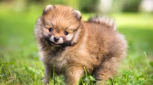 pomeranian growth weight chart