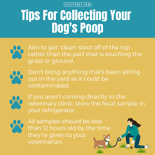 How To Collect Dog Poop For Vet gambar png
