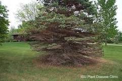 Image result for needle cast on spruce trees