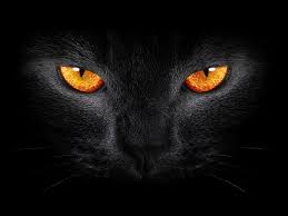 dark background black cat scary