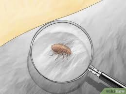 how to get rid of fleas in carpets 8