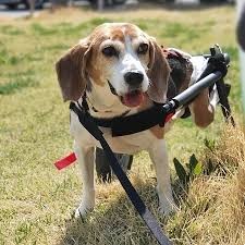 We reviewed dozens of dog wheelchairs to identify the best of the best. How To Make A Diy Dog Wheelchair 5 Best Designs