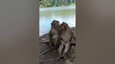 Monkeys love each other near Angkor moat #monkey #love #angkor ...