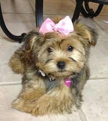 is a maltese yorkie mix the right dog