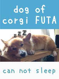 Watch dog of corgi FUTA - can not sleep | Prime Video
