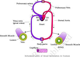 Circulatory System Double Circulation Pmf Ias