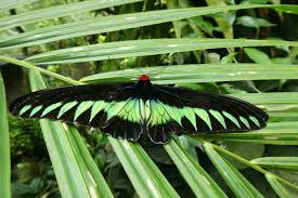There is currently no additional information available regarding kuala lumpur butterfly park. Kuala Lumpur Butterfly Park Malaysia A Paradise Of Colourful Butterflies