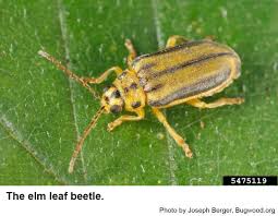 Elm Leaf Beetle Nc State Extension Publications