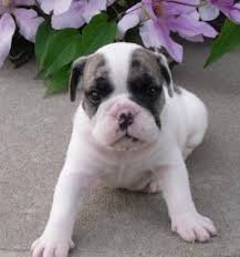 A responsible french bulldog breeding program providing akc registerable french bulldog puppies for sale as well as a professional service technician providing blade sharpening service for the pet grooming and veterinary. French Bulldog Puppies Available Chennai Zamroo