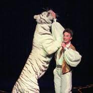 After several attempts, animal trainers finally get the tiger mantecore to release roy horn. Las Vegas Magier Roy Nach Tigerattacke Lebensgefahrlich Verletzt Gesellschaft Faz