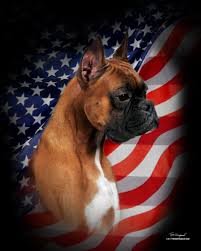 Find the perfect boxer puppy for sale in dallas / fort worth, texas at next day pets. Ram Boxers Akc Boxer Breeder Exhibitor American Boxer Club