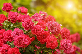 Rose Flower Growing Guide Tips And