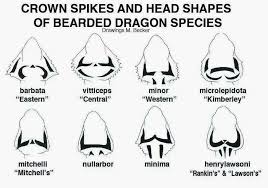 While This Chart Is Often Disputed Based On Details Of Head