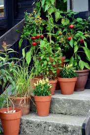 Container Garden Vegetables Plants In