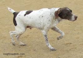 German Shorthaired Pointer Dog Breed Information And Pictures