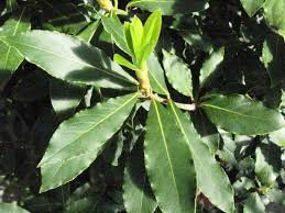Δάφνη η ευγενής, laurus nobilis) είναι ένα αρωματικό φυτό της οικογένειας των δαφνοειδών. Dafnh 8erapeytikes Draseis Kai Tropoi Xrhshs Enallaktikh Drash