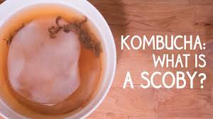 kombucha what is a scoby you