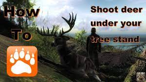 how to shoot deer under a tree stand
