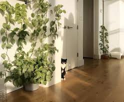 Climbing Plants Safe For Pets Leaf