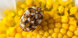 what is a carpet beetle
