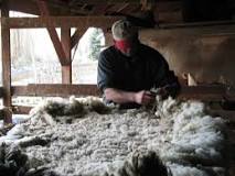 how-do-you-treat-wool-after-shearing