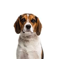 beagle puppies breed info petland