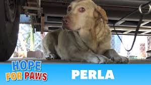 Please join us as we educate, advocate and celebrate these amazing dogs. Yellow Labrador Dumped After Being Used For Breeding Puppies Look How Happy She Is Now Youtube