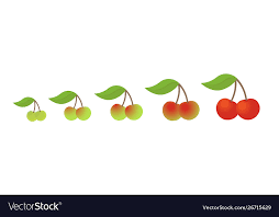Cherry Fruit Ripeness Stages Chart Colour And