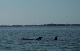 Lowcountry Sc Kayaking 06 26 11 Shem Creek Trip