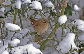Winter wren populations show adaptation to local climate | BTO - British  Trust for Ornithology