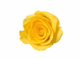 Holiday gift, bunch of roses flower. Yellow Rose Flower Free Png Transparent Images Free Yellow Rose No Background Transparent Png Download 1307760 Vippng