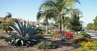 Palm Tree Ideas For Drought Tolerant