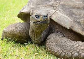 at 190 jonathan the tortoise is the