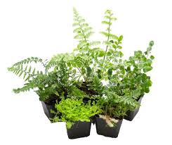 5 Assorted Terrarium Suitable Ferns