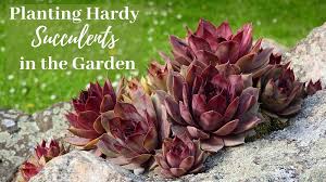 Planting Hardy Succulents In The Garden