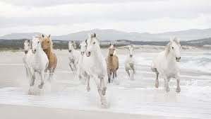 beach day horses 1920x1080 s