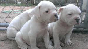 At times we may only have a few american bulldog available so. Nkc American Bulldog Puppies For Sale In Augusta Georgia Classified Americanlisted Com