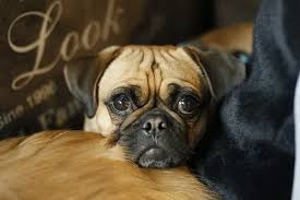 One can easily purchase a pug puppy for between 9,000 to 16,000rs in india. How Much Do Pugs Cost A Complete Guide To Pug Prices