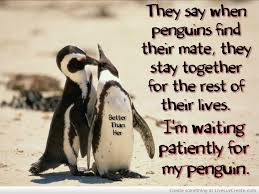 Please ensure shipping address is correct. Waiting For My Penguin Uploaded By Liveluvcreate