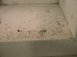 Saw Dust Or Bug Waste In Basement