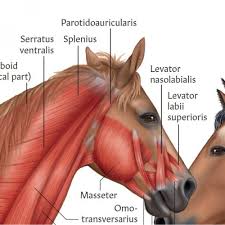Equine Musculature Anatomy Laminated Chart Poster