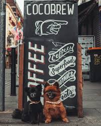 cocobrew dublin 2 dog friendly coffee
